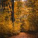 Colored path